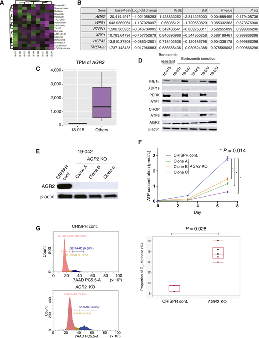 AGR2-high CCC organoids are sensitive to bortezomib, and AGR2 knockout reduces tumor growth. A, Heatmap showing the IC50 of drugs selected through the HTDS of 361 compounds (Fig. 2) of nine organoids (18-015, 19-079, 19-055, 19-076, 18-148, 19-042, 19-001, 19-010, and 19-044). High, green; low, magenta. B, Genes shared in at least two of the UPR-related pathways (GOBP_IRE1_mediated_unfolded_protein_response, GOBP_regulation_of_PERK_mediated_unfolded_protein_response, and GOBP_ATF6_mediated_unfolded_protein_response). AGR2 was significantly downregulated in the bortezomib-resistant 18-015 CCC organoid (P = 0.0049). C, Read count of AGR2 in RNA sequencing of bortezomib-resistant (18-015) and other CCC organoids. D, Immunoblot analysis of UPR-related genes, including AGR2 in bortezomib-resistant (18-015) and other CCC organoids (19-001, 19-042, 19-055, 19-076, and 19-079). E, Immunoblot analysis of AGR2-KO CCC organoid (19-042) confirmed knockout of AGR2. F,AGR2-KO organoids exhibited significantly slower growth than the control (P = 0.014). G, Cell cycle analysis of the AGR2-KO CCC organoid (19-042) showed a significant increase in the G2–M fraction compared with the control (P = 0.028).