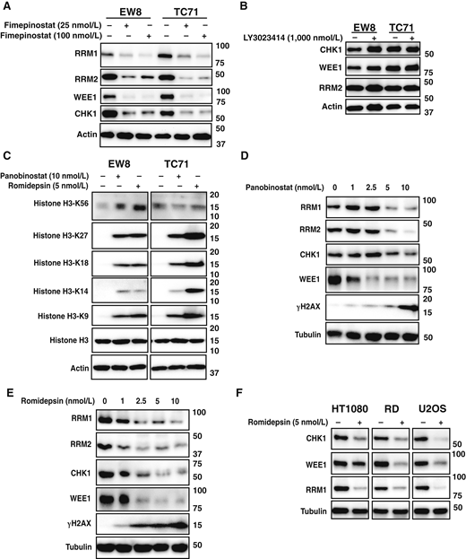 HDAC inhibitors decrease RRM1, RRM2, CHK1, and WEE1 protein levels. A, EW8 and TC71 cells were treated with fimepinostat (25 or 100 nmol/L) for 24 hours, and then cellular lysates were collected for immunoblotting. B, EW8 and TC71 cells were treated with LY3023414 (1,000 nmol/L) for 24 hours, and then cellular lysates were collected for immunoblotting. C, EW8 and TC71 cells were treated with panobinostat (10 nmol/L) or romidepsin (5 nmol/L) for 24 hours, and then cellular lysates were collected for immunoblotting. D and E, EW8 cells were treated with different doses of panobinostat (D) or romidepsin (E) for 24 hours, and then cellular lysates were collected for immunoblotting. F, Cell lines representing additional sarcoma subtypes were treated with romidepsin (5 nmol/L) for 24 hours, and then cellular lysates were collected for immunoblotting.