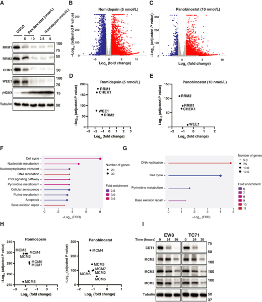 HDAC inhibitors downregulate the expression of genes related to DNA replication and the cellular response to DNA replication stress. A, EW8 cells were treated with panobinostat or romidepsin for 24 hours, and then cellular lysates and mRNA were collected for immunoblotting and RNA-seq analysis. B and C, Volcano plots of differentially expressed genes (fold change >2, adjusted P value < 0.05) in the EW8 cells treated with romidepsin (5 nmol/L; B) or panobinostat (10 nmol/L; C). D–E, RNA-seq data, fold change and adjusted P value, for the RRM1, RRM2, CHK1, and WEE1 genes in EW8 cells treated with romidepsin (5 nmol/L) and panobinostat (10 nmol/L). F and G, Gene sets (Kyoto Encyclopedia of Genes and Genomes pathway) enriched in the genes that are downregulated in EW8 cells treated with romidepsin (F) and panobinostat (G). H, RNA-seq data, fold change and adjusted P value, for the MCM2–7 genes in EW8 cells treated with romidepsin and panobinostat. I, EW8 and TC71 cells were treated with romidepsin (5 nmol/L) for 24 hours, and then cellular lysates were collected for immunoblotting.