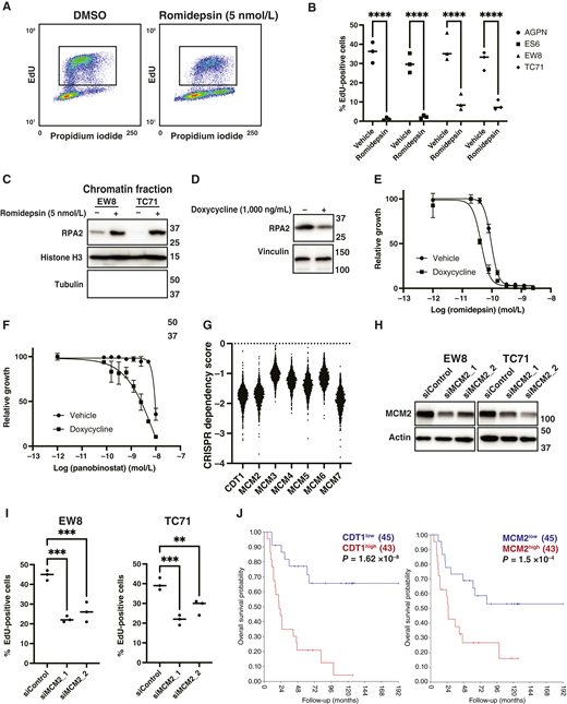 HDAC inhibitors impair DNA replication in Ewing sarcoma cells. A, Representative cell-cycle analysis (EdU and propidium iodide) plot for EW8 cells treated with romidepsin (5 nmol/L) for 24 hours. B, Summary of EdU incorporation efficiency for additional Ewing sarcoma cell lines treated with romidepsin (5 nmol/L) for 24 hours. C, Ewing sarcoma cell lines were treated with romidepsin (5 nmol/L) for 24 hours, and then chromatin-bound RPA2 was assessed using immunoblotting. D, EW8 cells expressing a doxycycline-inducible shRNA targeting RPA2 were treated with doxycycline for 24 hours, and then cellular lysates were collected for immunoblotting. E and F, EW8 cells expressing a doxycycline-inducible shRNA targeting RPA2 were treated with doxycycline (1,000 ng/mL) for 24 hours, and then dose-response experiments were performed with romidepsin (E) and panobinostat (F). Cell viability was measured 72 hours after drug addition using the alamarBlue assay. Error bars represent the mean ± SD of three technical replicates. The results are representative of two independent experiments. G, CRISPR dependency score for CDT1 and MCM2–7 (depmap.org). H, EW8 and TC71 cells were treated with two different siRNAs targeting MCM2, and then cellular lysates were collected for immunoblotting. I, EW8 and TC71 cells were treated with siRNAs targeting MCM2, and then EdU incorporation into DNA was measured using flow cytometry. J, Kaplan–Meier analysis shows overall survival of patients with Ewing sarcoma tumors according to the expression level of CDT1 and MCM2 mRNA. P values were calculated using a two-tailed Student t test or a one-way ANOVA followed by the Dunnett multiple comparisons test. **, P < 0.01; ***, P < 0.001; ****, P < 0.0001.