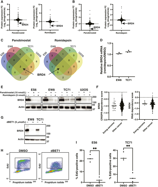 HDAC inhibitors decrease BRD4 protein levels in Ewing sarcoma cells. A and B, Comparison of protein expression, based on RPPAs, in EW8 (A) or TC71 (B) cells treated with romidepsin (5 nmol/L) or panobinostat (10 nmol/L) for 24 hours. C, Overlap of proteins downregulated >1.5-fold in the RPPA experiment by romidepsin and panobinostat in Ewing sarcoma (ES6, EW8, and TC71) and osteosarcoma (U2OS) cell lines. D, Relative BRD4 mRNA in EW8 and TC71 cells treated with romidepsin (5 nmol/L). E, EW8 and TC71 cells were treated with romidepsin or panobinostat for 24 hours, and then cellular lysates were collected for immunoblotting for BRD4. F, CRISPR and shRNA dependency scores for BRD4 (Dependency Map, Broad Institute) in Ewing sarcoma and other cancer cell lines. G, EW8 and TC71 cells were treated with dBET1 (5 μmol/L) for 18 hours, and then cellular lysates were collected for immunoblotting for BRD4. H, Representative cell-cycle analysis (EdU and propidium iodide) plot for EW8 cells treated with dBET1 (5 µmol/L) for 18 hours. I, Summary of EdU incorporation into DNA for additional Ewing sarcoma cell lines treated with dBET1 (5 µmol/L) for 18 hours. P values were calculated using a two-tailed Student t test. **, P < 0.01. FC, fold change.