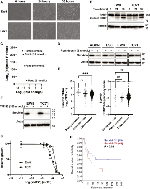 HDAC inhibitors downregulate survivin (BIRC5) in Ewing sarcoma cells. A, Treatment with romidepsin (5 nmol/L) causes morphologic changes in Ewing sarcoma cells. B, EW8 and TC71 cells were treated with romidepsin for 24 or 30 hours, and then cellular lysates were collected for immunoblotting. C, RNA-seq data, fold change and adjusted P value, for the survivin gene in EW8 cells treated with romidepsin and panobinostat. D, Ewing sarcoma cell lines were treated with romidepsin (5 nmol/L) for 24 hours, and then cellular lysates were collected for immunoblotting for survivin. E, Survivin mRNA expression level and CRISPR dependency score in Ewing sarcoma, other sarcoma, and other cancer cell lines. F, EW8 and TC71 cells were treated with YM155 for 24 hours, and then cellular lysates were collected for immunoblotting for survivin. G, EW8 cells were treated with different doses of YM115 for 72 hours, and then cell viability was measured using the alamarBlue assay. Error bars represent the mean ± SD of three technical replicates. The results are representative of two independent experiments. H, Kaplan–Meier analysis shows the overall survival of patients with Ewing sarcoma according to the expression level of survivin mRNA. P values were calculated using a one-way ANOVA followed by the Dunnett multiple comparisons test. TPM, transcripts per million. ***, P < 0.001.