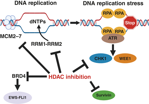 Integrated model for the regulation of DNA replication and replication stress response pathways by HDAC inhibitors. HDAC inhibitors downregulate the expression of multiple components of the pre-RC, including the MCM2–7 proteins and CDT1, as well as the RRM1 and RRM2 subunits of RNR, CHK1, and WEE1. HDAC inhibitors also downregulate the levels of the BRD4 and survivin proteins.