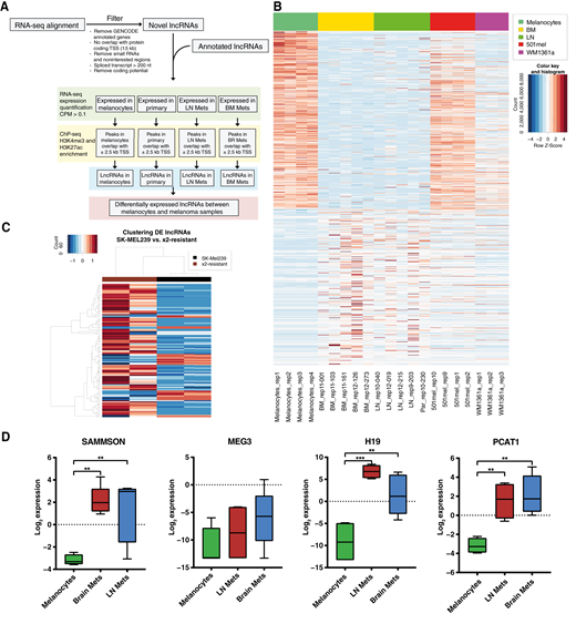 LncRNA candidate selection for CRISPRi screen and expression of lncRNAs associated to melanomagenesis. A, Flow diagram of integrated RNA- and ChIP-seq for the preselection of lncRNAs. Selection parameters are FDR < 5%, log fc > 0.75, and CPM > 1 in higher expressed cell type, either histone mark (H3K4me3 or H3K27ac) in the higher expressed cell type; no mono-exonic lncRNAs and log fc ≥ 0.5 between investigated cell type and either WM1361a or 501mel. B, Heatmap of differentially expressed lncRNAs by RNA-seq in patient/donor-derived melanocytes (n = 4) and metastatic STCs (BM, brain metastasis, n = 5; LN, lymph node metastasis, n = 4) and melanoma cell lines 501mel (n = 4) and WM1361a (n = 3). C, Heatmap showing differential lncRNA expression in the SK-Mel239 parental melanoma cell line versus BRAF and 1059 MEKi-resistant cell line (n = 2). D, Boxplot showing the log2 CPM expression of selected melanoma-associated lncRNAs SAMMSON, MEG3, H19, and PCAT1 in melanocytes (n = 4), brain metastasis (n = 5), and LN STCs (n = 4) detected by RNA-seq. DE, differentially expressed; Mets, metastasis; TSS, transcription start site.