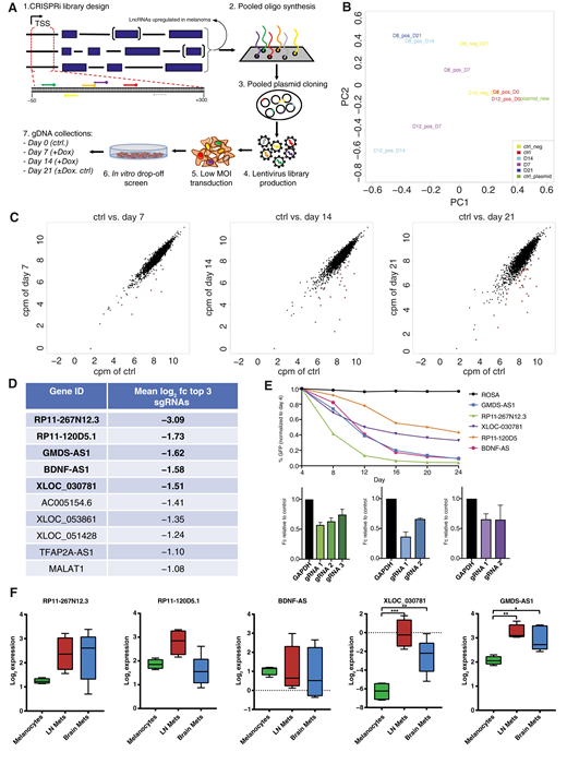 CRISPRi screen for overexpressed lncRNAs in melanoma pathogenesis and expression of selected hits. A, Graphical outline of the conducted CRISPRi screen in the 501mel cell line. MOI, multiplicity of infection. B, Principal component analysis plot of samples used for the CRISPRi screen. D8 and D12 refer to selected 501mel-dCas9-KRAB single-cell clone and D7, D14. and D21 for the days of screening time. Negative control refers to no Dox treatment, and the plasmid library for lentivirus production was added as additional control. PC, principal component. C, Dot plots show results of the CRISPRi lncRNA library screen at time points day 7, 14, and 21 after selection and mCherry+/GFP+ cells sort as CPM of control (= day 0) vs. respective time points. Each dot represents a single sgRNA. Red dots indicate significantly depleted sgRNAs and log2 fc > −1. D, List showing top 10 depleted lncRNA (excluding PVT1 as not validated after screen) hits at day 21 vs. control day 0 as the mean log2 fc of the top three depleted sgRNAs of each respective lncRNA. E, CRISPRi hit validation of top 2 to 3 individual sgRNAs of indicated lncRNAs; top: GFP competition assay in 501mel-dCas9-KRAB from days 4 to 24 by flow cytometry in percent GFP-positive cells. sgROSA (black curve) serves as a negative control. Curves show average GFP signal loss of sgRNAs shown in bottom: bar graphs of fold change GFP expression of individual sgRNAs relative to control at day 24. For color codes, see top panel. F, Boxplot showing the log2 CPM expression of selected lncRNA CRISPRi screening hits RP11-267N12.3, RP11-120D5.1, BDNF-AS, XLOC_030781, and GMDS-AS1 in melanocytes (n = 4), brain metastasis (n = 5), and LN STCs (n = 4) detected by RNA-seq. Ctrl, control; Mets, metastasis.