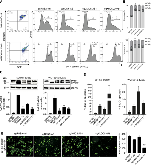 CRISPRi screen lncRNA hit functional characterization. A, Flow cytometry–based dotmplot showing GFP and mCherry signal as proxy for sgRNA and dCas9 expression (left). 7-AAD fluorescence–dependent cell cycle analysis in 501mel-dCas9-KRAB (top) and WM136a-dCas9-KRAB (bottom) cell lines upon sgBDNF-AS, sgXLOC_030781, and sgGMDS-AS1 CRISPRi knockdown (rigth). Note that the top panel is plotted linear and bottom logarithmic because of better cell cycle–gating parameters. B, Cell cycle phase quantification based on A in percent of cells (n = 2). C, PARP cleavage apoptosis assay performed by Western blotting upon sgBDNF-AS, sgXLOC_030781, and sgGMDS-AS1 knockdown in 501meld-Cas9-KRAB and WM1361a-dCas9-KRAB Representative Western blots (top). GAPDH detection was used as a loading control; densitometric quantification of apoptosis as cleaved PARP/GAPDH protein ratio (bottom; average of n = 2). sgROSA served as negative control and etoposide apoptosis inducer as positive control. D, Re-analysis of 7-AAD cell cycle assay staining using exact same gating parameters for sub-G1 cellular fraction indicative of apoptosis. E, Transwell cell migration assay. Fluorescence photomicrographs show calcein-stained migrated cells of sgBDNF-AS, sgGMDS-AS1, and sgXLOC_030781 knocked-down 501mel-dCas9-KRAB cells vs. sgROSA negative control and quantification of average sum count cell numbers (n = 2).