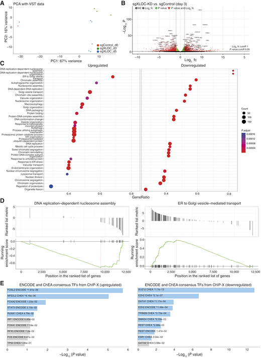 XLOC_030781 CRISPRi knockdown and RNA-seq transcriptomic expression analysis in 501mel-dCas9-KRAB. A, Principal component analysis (PCA) of sgXLOC_030781 CRISPRi at days 3 and 5 after infection vs. day 0 negative control (n = 2). B, Volcano plot of significantly differentially expressed genes (red) upon sgXLOC_030781 knockdown at day 3; P value cutoff = 0.05 and log2 fc = 1. C, GO enrichment analysis of up- and downregulated gene sets upon sgXLOC_030781 knockdown at day 3. D, GSEA enrichment analysis of each top example of upregulated (ER to Golgi vesicle transport, left) and downregulated genes (DNA replication–dependent nucleosome assembly, right). E, Upstream TF analysis of up- and downregulated genes using ChEA upon sgXLOC_030781 knockdown at day 3.