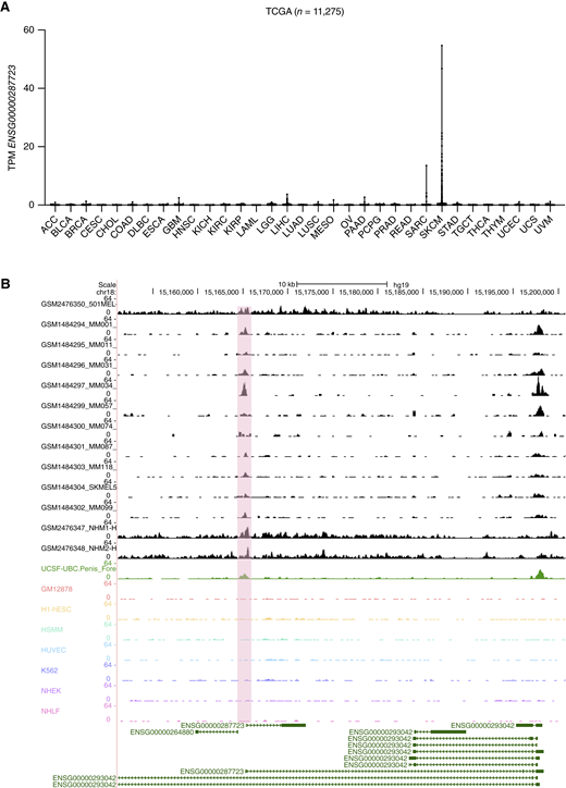 TCGA XLOC_030781 expression data analysis in cancer and clinical melanoma samples. A, Pan-cancer expression analysis using TCGA. SKCM, skin cutaneous melanoma. B, UCSC genome browser snap shots of H3K27ac ChIP-seq data from melanoma (MM, black), non-malignant skin biopsies (NHM, black), foreskin sample (green), and other malignant samples (other colors) at the XLOC_030781/ENSG00000287723 locus. Pink bar shows the peak area of interest in the vicinity of XLOC_030781 promoter. ACC, adrenocortical carcinoma; BLCA, bladder urothelial carcinoma; BRCA, breast invasive carcinoma; CESC, cervical squamous cell carcinoma and endocervical adenocarcinoma; CHOL, cholangiocarcinoma; COAD, colon adenocarcinoma; DLBC, diffuse Large B-cell Lymphoma; ESCA, esophageal carcinoma; GBM, glioblastoma multiforme; HNSC, head and neck squamous cell carcinoma; KICH, kidney Chromophobe; KIRC, kidney renal clear cell carcinoma; KIRP, kidney renal papillary cell carcinoma; LAML, acute myeloid leukemia; LGG, low grade glioma; LIHC, liver hepatocellular carcinoma; LUAD, lung adenocarcinoma; LUSC, lung squamous cell carcinoma; MESO, mesothelioma; OV, ovarian serous cystadenocarcinoma; PAAD, pancreatic adenocarcinoma; PCPG, pheochromocytoma and paraganglioma; PRAD, prostate adenocarcinoma; READ, rectum adenocarcinoma; SARC, sarcoma; SKCM, skin cutaneous melanoma; STAD, stomach adenocarcinoma; TGCT, testicular germ cell tumors; THCA, thyroid carcinoma; THYM, thymoma; UCEC, uterine corpus endometrial carcinoma; UCS, uterine carcinosarcoma; UVM, uveal melanoma.