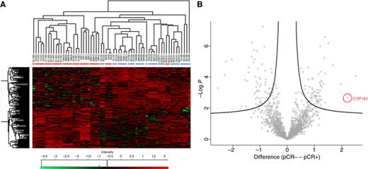Differentially abundant proteins in pCR+ TNBC and pCR− TNBC. A, Unsupervised hierarchical clustering, with heatmap, for 160 proteins identified as significantly differentially abundant in pCR+ and pCR− TNBC. Details are as under Fig. 1. B, Volcano scatter plot showing protein differential abundance in pCR+ and pCR− TNBC. Each point represents an individual protein. A response group–based two-sided t test was performed for each of the proteins in the dataset after filtering steps, imputation, and mean subtraction (“Materials and Methods”). X-axis: difference between mean log(2) LFQ intensity for the two clinical response groups. Y-axis: −log(10) t test P value for differential abundance. Points representing proteins determined to be significantly overabundant in pCR+ and pCR− TNBC are shown to the left and right, respectively, of the volcano plot. The point representing CYP1B1 (the second most overabundant protein detected in pCR− TNBC) is ringed. The full list of 135 proteins identified by volcano analysis are listed in Supplementary Table S2.