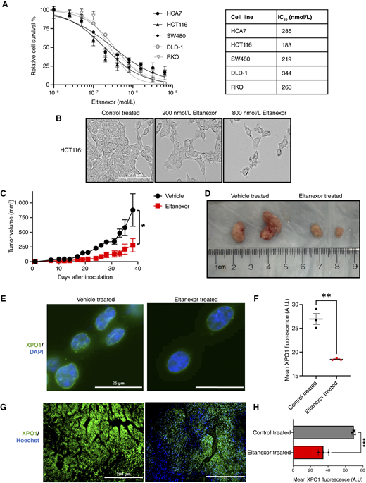 Eltanexor reduces XPO1 protein while reducing cell viability. A, Human colorectal cancer cell lines HCA7, HCT116, SW480, DLD-1, and RKO with varying concentrations of eltanexor. The cell survival was measured with CCK8 after incubation for 72 hours with eltanexor. The data represent the mean seven individual experiments ± SEM. The chart shows determined IC50 values. B, Phase-contrast images showing HCT116 cells treated with varying dosages of eltanexor for 48 hours. C and D, HCT116 WT cells were injected into each of the subcutaneous dorsal flanks of athymic nude mice (two tumors/mouse). Measurements were taken 3× a week. Values graphed represent mean tumor volume ± SEM. Mice were either treated with 10 mg/kg eltanexor or the vehicle 3×/week. Representative images of tumors from the vehicle-treated and eltanexor-treated mice (vehicle treated n = 2 mice; eltanexor treated n = 3 mice). A Student t test was performed to statistically compare the vehicle-treated tumor volume to the eltanexor-treated tumor volume. E, Fluorescent microscopy images of HCT116 cells treated with control or 200 nmol/L eltanexor for 48 hours. Green represents XPO1, and DAPI was used to stain the nucleus. The scale bars represent 25 μm. F, Comparison of XPO1 fluorescent signal between control-treated and 200 nmol/L eltanexor-treated cells. The values graphed are the mean fluorescence values of three independent experiments ± SEM. At least 40 cells were quantified for each experiment. A Student t test was used to statistically compare the control-treated group fluorescence to the eltanexor-treated group fluorescence. G, Immunofluorescent detection of XPO1 in the vehicle- and eltanexor-treated tumors. Green represents XPO1 and Hoechst was used to stain the nucleus. Representative tissue sections were used and imaged at 20× magnification. The scale bars represent 200 μm. H, Comparison of XPO1 fluorescent signal between vehicle-treated and eltanexor-treated tumors. The values graphed are the mean fluorescence value of three xenograft tumors ± SEM. A Student t test was used to statistically compare XPO1 fluorescence in vehicle-treated and eltanexor-treated tumors. A.U., arbitrary units. (*, P ≤ 0.05; **, P ≤ 0.01; ***, P ≤ 0.001.)