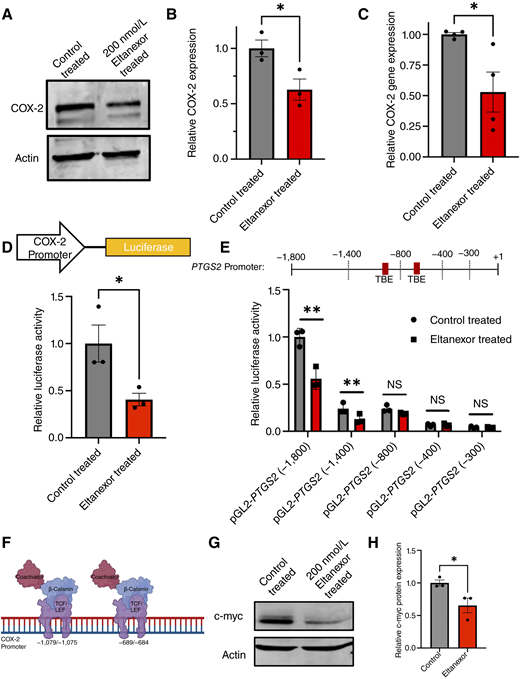 Eltanexor reduces COX-2 expression. A and B, Western blot probing for COX-2 protein in HCA-7 cells treated with either control or 200 nmol/L eltanexor for 48 hours. Actin was used as the loading control. The graph depicts the quantified densitometry of the Western blot bands. The values have been normalized to the control-treated cells. The graph shows the mean of three independent experiments ± SEM. A Student t test was used to statistically compare COX-2 expression in the control-treated and eltanexor-treated groups. C, COX-2 mRNA expression by qPCR in HCA-7 cells treated with DMSO control or 200 nmol/L eltanexor for 48 hours. The values are the mean of four experiments ± SEM. A Student t test was used to statistically compare COX-2 expression in the control-treated and eltanexor-treated groups. D, HCT116 cells transfected with a plasmid containing the COX-2 promoter + luciferase gene. The cells were subsequently treated with 200 nmol/L eltanexor for 48 hours. The graph shows the mean eltanexor-treated luciferase activity/μg of protein normalized to DMSO-treated values of three independent experiments ± SEM. A Student t test was used to statistically compare luciferase activity in the control-treated and eltanexor-treated groups. E, HCT116 cells were transfected with COX-2 promoter + luciferase gene. The promoter region was deleted from full-length down to 300 base pairs. Cells were subsequently treated with DMSO (gray bars) or 200 nmol/L eltanexor (red bars) for 24 hours. The graph shows the mean luciferase activity/μg of protein of eltanexor-treated cells normalized to DMSO-treated values of three independent experiments ± SEM. A Student t test was used to statistically compare luciferase activity in the control-treated and eltanexor-treated groups. F, Schematic representation showing the site of COX-2 expression promotion by Wnt/β-catenin signaling. G and H, Western blot probing for c-myc in HCT116 cells treated with either control or 200 nmol/L eltanexor for 48 hours. The graph depicts the mean of c-myc band densitometry value normalized to actin of three independent experiments ± SEM. A Student t test was used to statistically compare c-myc expression in control-treated and eltanexor-treated groups. (*, P ≤ 0.05; **, P ≤ 0.01.). NS, not significant.