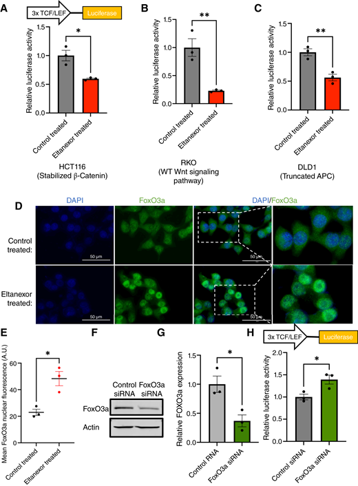 Eltanexor increases FoxO3a nuclear localization to modulate Wnt/β-catenin signaling. A–C, HCT116, RKO, and DLD1 cells (all harboring different Wnt signaling phenotypes) were transfected with a TOPFlash reporter plasmid. Cells were subsequently treated with DMSO or eltanexor. RKO and HCT116 cells were treated with 200 nmol/L eltanexor, and DLD1 cells were treated with 400 nmol/L eltanexor for 24 hours. Luciferase activity/μg of protein was normalized to DMSO-treated luciferase expression for each respective cell line ± SEM. A Student t test was used to statistically compare luciferase activity in the control-treated and eltanexor-treated groups. D, HCT116 cells were treated for 48 hours with either 200 nmol/L eltanexor or DMSO. Subsequently, the cells were subject to immunofluorescent staining for FoxO3a (green). The nucleus was stained with DAPI (blue). E, The mean FoxO3a nuclear fluorescence for cells treated with DMSO (control) or 200 nmol/L eltanexor for 48 hours. The graph depicts the mean of three independent experiments ± SEM. At least 40 cells were analyzed for each independent experiment. The scale bars represent 50 μm. A Student t test was used to compare the mean fluorescence in the control-treated and eltanexor-treated groups. F and G, In HCT116 cells, FoxO3a was knocked down by siRNA. After knockdown, the cells were transfected with a TOPFlash reporter plasmid. The FoxO3a knockdown–transfected and TOPFlash-transfected cells were subject to immunoblotting to confirm FoxO3a knockdown. Actin was used as the loading control. The graph depicts the quantified densitometry of the Western blot bands. The values are normalized to actin and relative to control siRNA treated. The graph depicts the mean of three independent experiments ± SEM. A Student t test was used to statistically compare FoxO3a expression in the control siRNA–treated and FoxO3a siRNA–treated groups. H, The relative luciferase activity/μg of protein values was normalized to control siRNA. A Student t test was used to statistically compare luciferase activity in the control-treated and eltanexor-treated groups. The graph depicts the mean of three independent experiments ± SEM. A Student t test was used to statistically compare the control siRNA–treated and FoxO3a siRNA–treated groups. (*, P ≤ 0.05; **, P ≤ 0.01.)