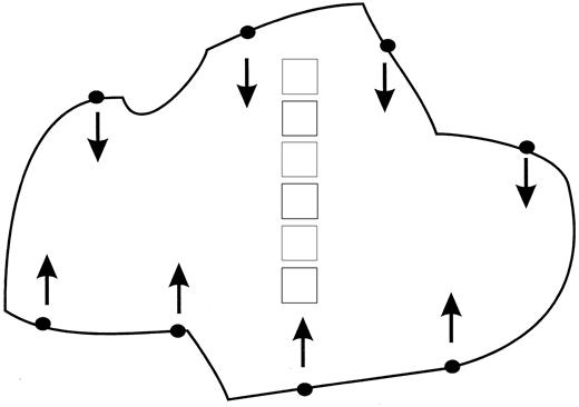 Fig. 2. Measurement of the selection of fields. Illustration of the method used to select fields to be measured. Eighty fields in each section were randomly selected along the track starting from the top of the section. Every second or third field on the track was selected so that the entire section could be covered by these eighty fields.