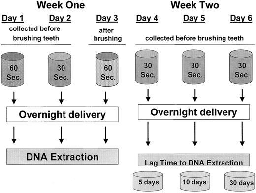 Fig. 1. Diagram of study design illustrating sample collection conditions for each of the six buccal cell samples. Samples were collected before or after toothbrushing, using a swish time of 30 s or 60 s. DNA extraction for week 1 samples was initiated on the morning after sample collection. Week 2 samples were held for 5, 10, or 30 days in the dark at room temperature before DNA extraction.