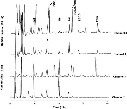 Fig. 1. HPLC chromatograms of tea catechins and their metabolites in human plasma and urine after a single oral dose of GT (20 mg/kg body weight). The plasma and urine samples were digested with β- glucuronidase and sulfatase, extracted, and analyzed as described in “Materials and Methods.” The column was eluted with buffer A (30 mm NaH2PO4 containing 1.75% acetonitrile and 0.12% tetrahydrofolate, pH 3.5) and buffer B (15 mm NaH2PO4 buffer containing 58.5% acetonitrile and 12.5% tetrahydrofolate, pH 3.45). The gradient was set initially as 96% buffer A and 4% buffer B until 7 min; then it was changed by increasing buffer B to 17% at 25 min, 28% at 31 min, 33% at 37 min, 98% at 38 min, and maintaining at 98% up to 43 min, and finally switching buffer B back to 4% at 44 min. The retention times of EGCG, EGC, EC, 4′-O-MeEGC, M4, and M6 were 28.1, 15.3, 24.1, 25.3, 10.0, and 20.1 min, respectively.
