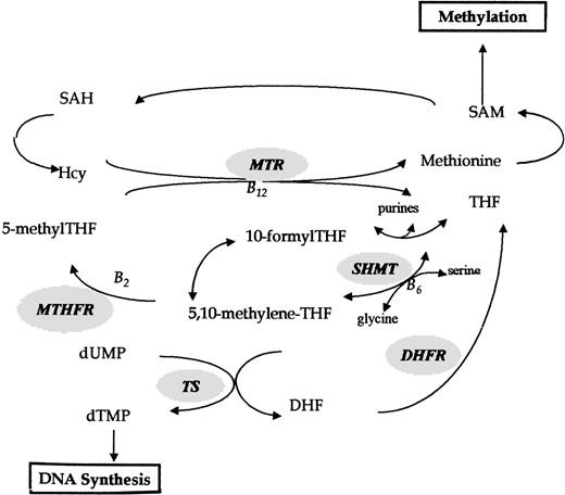 Fig. 1. Competing pathways in folate metabolism. MTHFR = 5,10 methylene THF reductase.