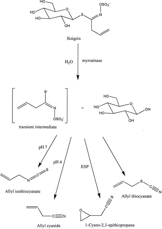 Fig. 1. Scheme showing hydrolysis of sinigrin under the action of myrosinase and factors that may influence the outcome of hydrolysis.