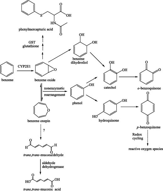 Figure 1. Metabolic pathways of benzene.