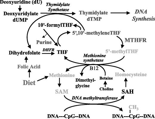 Folate and DNA Methylation: A Mechanistic Link between Folate ...