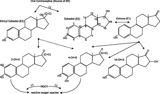 Figure 1. Estradiol and ethinyl estradiol metabolism.