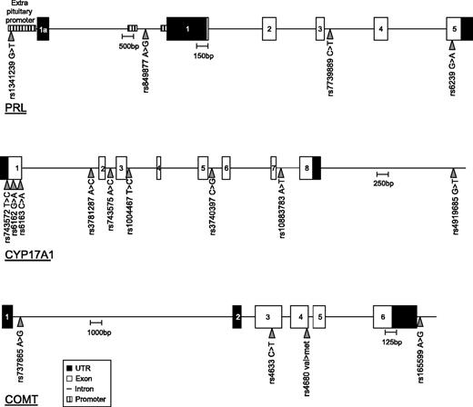 Figure 1. A diagrammatic representation of the SNPs investigated in the PRL, CYP17A1, and COMT genes.