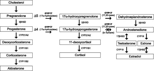 Figure 3. Schematic of the synthesis and metabolism of estradiol and testosterone. CYP19, cytochrome P450 19; SRD5A2, 5α-reductase type 2; 3β-HSD, 3β-hydroxysteroid dehydrogenase; 17β-HSD, 17β-hydroxysteroid dehydrogenase; DHT, 5α-dihydrotestosterone.