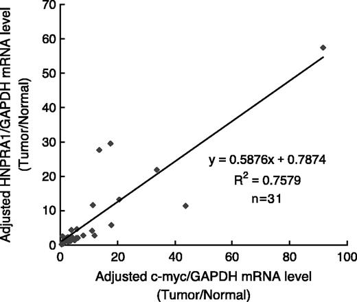 Figure 5. Correlation between the mRNA levels of adjusted HNRPA1/GAPDH and adjusted c-MYC/GAPDH (tumor/normal; r = 0.871; n = 31).