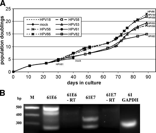 Figure 2. Properties of HPV-immortalized cell lines. The full-length genomes of HPV18, 53, 56, 58, 61, 66, and 82 were transfected into normal human keratinocytes and grown on fibroblast feeder layers for at least 3 months. A. Population doublings were calculated taking into consideration the number of passages and split ratios. Population doublings 0, point of transfection. B. Reverse transcription-PCR analysis for E6 and E7 mRNA expression in HPV61-transfected keratinocytes. Total RNA was isolated and reverse transcribed with specific primers for HPV61 E6, E7, or GAPDH and amplified by PCR. Control reactions received no reverse transcriptase enzyme (−RT). Aliquots were separated in a 2% agarose gel and visualized by ethidium bromide staining. Left, molecular size marker (M; in bp).