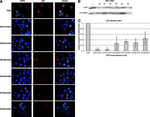 Figure 3. p53 status of the HPV-immortalized cell lines. A. p53 immunofluorescence. The different cell lines were grown on feeder fibroblasts and paraformaldehyde fixed, and nuclei were stained with 4′,6-diamidino-2-phenylindole (DAPI) and incubated with the anti-p53 monoclonal antibody DO-1 followed by a Cy3-conjugated anti-mouse IgG antibody. Column 3, merge of the first two columns. B. Representative Western blot analysis for p53 and GAPDH proteins. Cells were grown to confluency and then harvested. Soluble cell extracts were subjected to SDS-PAGE and Western blotting analysis with anti-p53 (top) and anti-GAPDH antibodies. C. Quantitative analysis of p53 Western blots. p53 and GAPDH signals were quantified using the Quantitation One software package. The p53 signals were corrected for the respective GAPDH signals and are represented relative to the signals obtained with normal keratinocytes (NHK), which were set to 1. Columns, average of at least three independent experiments for each cell line.