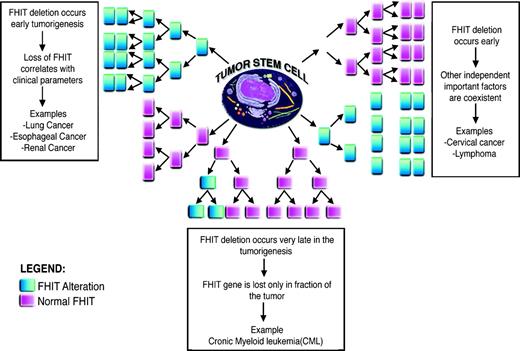 Figure 2. Model of FHIT inactivation in tumorigenesis of different types of cancer.