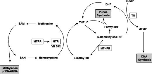 Figure 1. Schematic representation of folate metabolism. Enzymes with polymorphisms investigated in this study are boxed. THF, tetrahydrofolate; DHF, dihydrofolate; dTMP, deoxythymidine monophoshate; SAM, S-adenosylmethionine; SAH, S-adenosylhomocysteine.