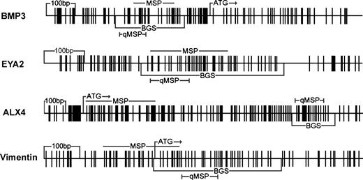 Figure 1. Schematic graph of the 5′ regions of BMP3, EYA2, ALX4, and vimentin genes. Vertical bars, CpG sites. Regions analyzed by MSP, quantitative MSP (qMSP), and bisulfite genomic sequencing, and the start codons were indicated.