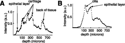 Figure 1. Depth scan integrated over angles for (A) tissue that does not present the mucous layer atop the ciliated epithelium. Three cartilage peaks and a peak that corresponds to the back of the tissue are observed. B. Tissue that presents a mucous layer atop the ciliated epithelium.