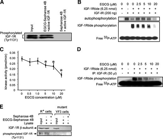 Figure 1. Effect of EGCG on IGF-IR kinase activity in a cell-free system. A. Immunoblot analysis of active IGF-IR (Δ1-958) following purification by an EGCG-Sepharose 4B affinity column. An EGCG-Sepharose 4B and Sepharose 4B affinity column were each incubated with commercially available, active IGF-IR (Δ1-958). After washing, the active IGF-IR/EGCG complex was confirmed by Western blot using an antibody against phosphorylated IGF-IR. B. Effect of EGCG on commercially available IGF-IR (Δ1-958) kinase activity. Determination of phosphorylation was carried out using a standard kinase assay in the presence of 1 μCi [γ-32P]ATP with 400 ng of active IGF-IR kinase and 6.25 nmol of substrate (IGF-IRtide) in a 25 μL reaction mixture incubated with or without EGCG at the indicated concentrations for 30 min at 30°C. Autophosphorylation (top) and substrate phosphorylation levels (bottom) were detected by autoradiography. The reaction mixture without EGCG was used as a positive control (lane 3). Free 32P was used as a loading control (bottom). C. IC50 for EGCG inhibition of IGF-IR kinase activity. The IC50 value for EGCG inhibition of IGF-IR kinase activity was determined using the Signal TECT Protein Tyrosine Kinase Assay System kit following the instructions provided by the manufacturer (see Materials and Methods). Points, mean of three independent experiments; bars, SD. *, P < 0.05, significant EGCG-induced decrease in kinase activity compared with untreated control. D. Effect of EGCG on IGF-IR kinase activity immunoprecipitated (IP) from R+ cells. R+ cells were starved for 24 h and then treated with EGCG for 1 h followed by stimulation with IGF-I (20 ng/mL) for 10 min. IGF-IR immunoprecipitated from R+ cells was used to measure kinase activity in a cell-free system. Total phosphorylation level was determined by autoradiography. The reaction mixture without EGCG was used as a positive control (lane 3). E. Confirmation of EGCG binding with active IGF-IR in vivo. An EGCG-Sepharose 4B or Sepharose 4B column was incubated with lysates from R+ or YF3 cells. After washing, the proteins binding with EGCG-Sepharose 4B or Sepharose 4B were analyzed by Western blot. Input, the R+ cell lysate. YF3 lysate was used as the positive control. Top, first antibody against the IGF-IR β-subunit; bottom, first antibody against phosphorylated IGF-IR (Tyr1131).