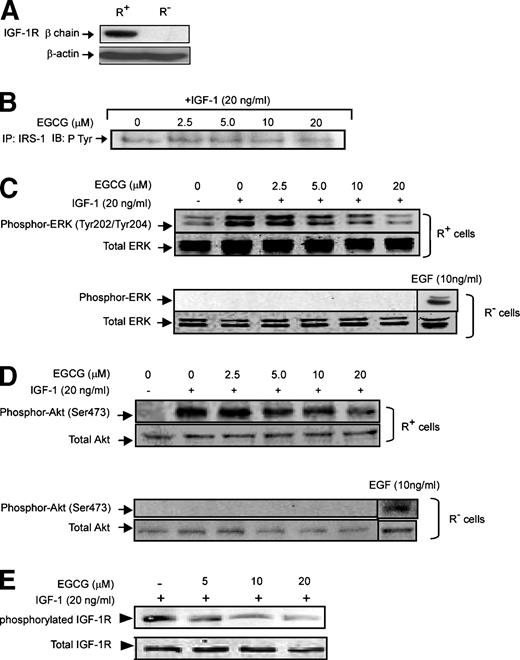 Figure 2. Effect of EGCG on IGF-IR–induced phosphorylation of downstream kinases. R+ and R− cells were starved for 24 h followed by incubation for 1 h with EGCG at various concentrations (0, 2.5, 5, 10, or 20 μmol/L). After stimulation with 20 ng/mL IGF-I for 10 min, cells were collected and sonicated for 30 s and protein concentration was determined. After adding 3× SDS sample buffer and heating for 5 min, 30 μg of protein were analyzed by Western blot. Equal protein loading was confirmed by detecting the respective nonphosphorylated protein on the same membrane. Data are representative of three independent experiments. A. Confirmation of IGF-IR expression in R+ and R− cells. B. Effect of EGCG on phosphorylation of IRS-1 in R+ cells. C. Effect of EGCG on phosphorylation of ERK in R+ and R− cells. Last lane (bottom), the effect of EGF (10 ng/mL) on phosphorylation of ERK in R− cells. D. Effect of EGCG on phosphorylation of Akt in R+ and R− cells. Last lane (bottom), the effect of EGF (10 ng/mL) on phosphorylation of Akt in R− cells. E. Effect of EGCG on autophosphorylation of IGF-IR in MCF-7 cells. MCF-7 cells were starved for 24 h followed by stimulation with 20 ng/mL IGF-I for 10 min. The cell lysate was harvested and 30 μg of protein were analyzed by 8% SDS-PAGE and immunoblotting.