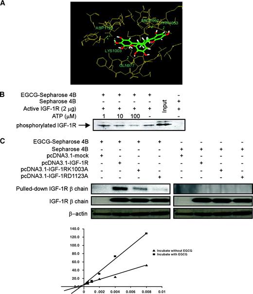 Figure 3. Comparison of the IGF-IR binding site for EGCG and ATP. A. Molecular modeling of IGF-IR and docking of EGCG. The binding pocket was identified from the IGF-IR crystal structure. Hydrogen bonds between EGCG and IGF-IR were calculated (green dotted lines). The participating residues include GLN977, LYS1003, MET1052, THR1053, and ASP1123. B. EGCG decreases ATP binding with IGF-IR. Active IGF-IR (Δ1-958; 2 μg) was incubated with different concentrations (0, 1, 10, and 100 μmol/L) of ATP and 50 μL EGCG-Sepharose 4B or 50 μL of Sepharose 4B (as a negative control) in reaction buffer in a final volume of 500 μL. The mixtures were incubated with shaking overnight at 4°C. After washing, the pulled-down proteins were analyzed by Western blot. C. EGCG binds weakly with mutant IGF-IR. R− cells were transfected with pcDNA3.1-mock, pcDNA3.1-IGF-IR, pcDNA3.1-K1003A, or pcDNA3.1-D1123A. After stimulation with IGF-I (20 ng/mL), the membrane proteins were extracted and then incubated with EGCG-Sepharose 4B or Sepharose 4B. The binding proteins were detected by an antibody against the IGF-IR β-subunit. Top, the Western blot result of the proteins pulled down by EGCG Sepharose 4B or Sepharose 4B; middle, the expression of IGF-IR in the transfected R− cells. β-Actin served as a loading control (bottom).