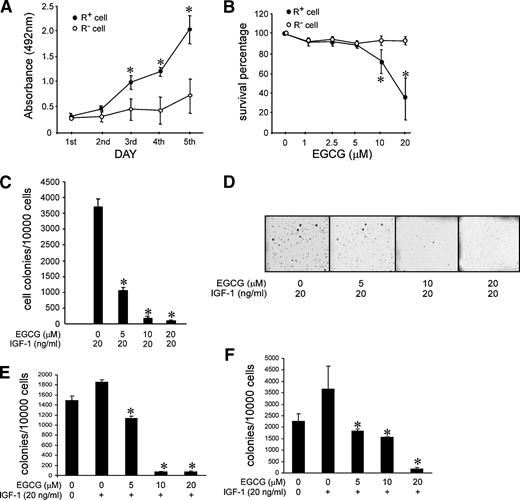 Figure 4. Effect of EGCG on IGF-I–stimulated cellular proliferation. A. R+ and R− cells (2 × 103 per well) were cultured in DMEM/FBS at 37°C in a 5% CO2 incubator in 96-well plates. Absorbance values were determined at culture days 1, 2, 3, 4, and 5. Points, mean of three independent experiments; bars, SD. *, P < 0.05, significantly greater absorbance value for R+ cells compared with R− cells. B. R+ and R− cells (2 × 103 per well) were plated in 96-well plates and maintained for 3 d in DMEM/FBS in the presence of the indicated concentrations of EGCG. On the 3rd day, 20 μL of the CellTiter 96 AQueous One Solution were added and cells were incubated for another 1 h. Then, absorbance (492 and 690 nm as background) was measured using a 96-well plate reader. Points, mean of three separate wells from three independent experiments; bars, SD. *, P < 0.05, significant EGCG-induced decrease in viability of R+ cells compared with R− cells. C. Effect of EGCG on R+ cell transformation. R+ cells were subjected to an anchorage-independent cell transformation assay (soft agar assay) in the presence of IGF-I and various concentrations of EGCG. R+ cells were exposed to IGF-I (20 ng/mL) in 1 mL of 0.3% basal medium Eagle's agar containing 10% FBS. The cultures were maintained in a 37°C, 5% CO2 incubator for 3 wks, and then colonies were counted using a microscope and the ImagePro Plus computer software program. Columns, mean of values obtained from triplicate experiments; bars, SD. *, P < 0.05, significant EGCG-induced decrease in colony formation compared with the respective untreated control. D. Photographic representation of the effect of EGCG on IGF-I–induced cell transformation. E. Effect of EGCG on HeLa cell transformation. F. Effect of EGCG on MCF-7 cell transformation. Columns, means of values obtained from triplicate experiments; bars, SD (E and F). *, P < 0.05, significant EGCG-induced decrease in colony formation compared with the respective untreated control (E and F).