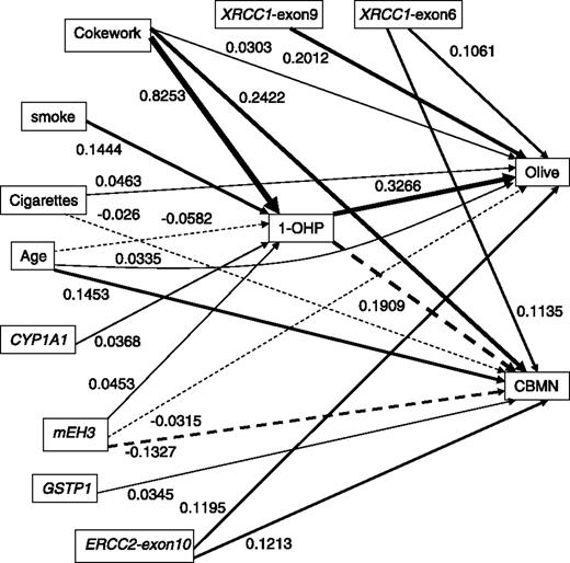 Figure 1. The path diagram reflected the hypotheses of the causation between the dependents (Olive tail moment and frequencies of CBMN) and exogenous variables (coke-oven exposure, smoke, age, and several primary genotypes) or intermediary variable (urinary 1-OHP). Each arrow was accompanied with a path coefficient, and the widths of the arrows were drawn proportionally to the absolute magnitude of the corresponding path coefficients. Dashed lines, negative causal relation.