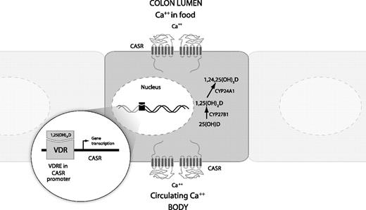 Figure 1. Calcium and vitamin D interrelated pathway in colon epithelial cell. Circulating calcium and calcium in the colon lumen binds to CASR to activate signaling pathways involved in cell growth control and differentiation. Active vitamin D (1,25(OH)2) binds to the nuclear receptor VDR, which directly regulates the transcription of CASR through binding to two vitamin D response elements in the CASR promoter regions. 25-hydroxyvitamin D (25(OH)D) can be activated within the colon cell to 1,25(OH)2 by 1-α hydroxylase (CYP27B1) and deactivated by 24-α hydroxylase (CYP24A1).