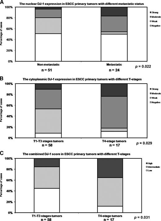 Figure 3. Summary of correlation between DJ-1 expressions and clinicopathologic variables of ESCC patients. A. Significantly more ESCC with high distant metastatic potential stained with a high level of nuclear DJ-1 compared with nonmetastatic ESCC. B. Significantly more T4-stage ESCC stained with a high level of cytoplasmic DJ-1 compared with tumors of other T stages. C. Significantly more T4-stage ESCC stained with high level of combined score of DJ-1 compared with tumors of other T stages.