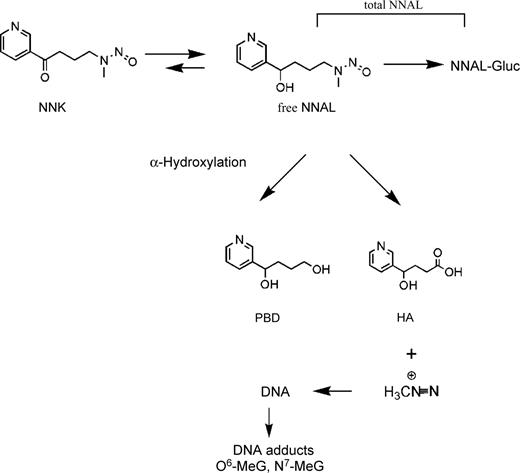 Figure 1. Overview of NNK metabolism showing structures of most urinary metabolites (for more details, see ref. 24). PBD, 1-(3-pyridyl)-1,4-butanediol; O6-MeG, O6-methylguanine.