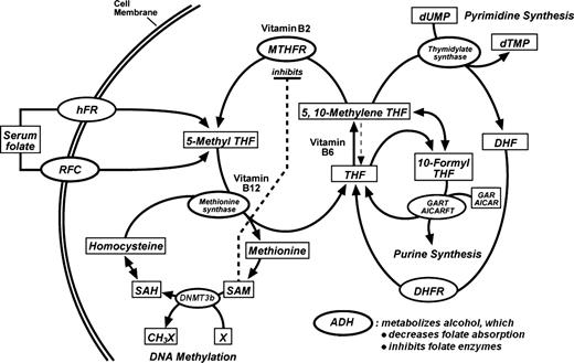 Figure 1. Overview of folate-mediated one-carbon metabolism (simplified). THF, tetrahydrofolate; DHF, dihydrofolate; RFC, reduced folate carrier; hFR, human folate receptor; MTHFR, 5,10-methylenetetrahydrofolate reductase; DHFR, dihydrofolate reductase; GART, glycinamide ribonucleotide transformylase; AICARFT, 5-amino-imidazole-4-carboxamide ribonucleotide transformylase; AICAR, 5-aminoimidazole-4-carboxamide ribonucleotide; GAR, glycinamide ribonucleotide; SAM, S-adenosylmethionine (AdoMet); SAH, S-adenosylhomocysteine (AdoHcy); dUMP, deoxyuridine monophosphate; dTMP, deoxythymidine monophosphate; MS, methionine synthase; TS, thymidylate synthase; ADH, alcohol dehydrogenase; DNMT3b, DNA methyltransferase 3b; X, a variety of substrates for methylation.