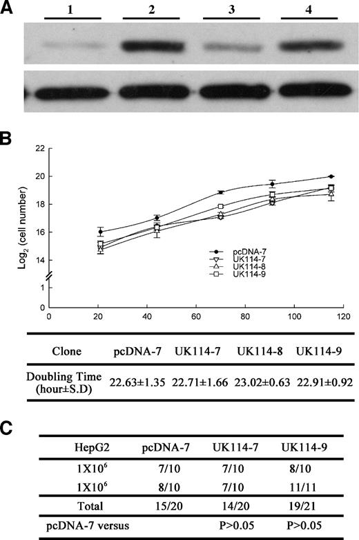 Figure 5. Effect of the UK114 on cellular proliferation and tumor formation. HepG2 cells were transfected with UK114 expression vector (pcDNA3.1/UK114) or control vector (pcDNA3.1) and selected with G418 for 3 weeks. A. Expression of UK114 protein in several transfectants was examined by Western blot analysis using a rabbit anti-UK114 polyclonal antibody (top). The level of β-actin was used as an internal control for the adjustment of protein loading (bottom). 1, pcDNA7; 2, UK114-7; 3, UK114-8; 4, UK114-9. B. Cellular proliferation assay. Cells were seeded in 24-well plates and the cell number was counted daily until day 5. The graph showed uses a logarithmic plot of cell number against time (top) and the cell doubling times were calculated based on these results (bottom). C. Tumor formation in nude mice. Cells were inoculated s.c. into the hind back of BALB/c nude mice. Tumors were observed weekly until 2 months. All transfectants exhibited a similar frequency of tumor formation in vivo and were not statistically different when analyzed by Fisher's exact test.