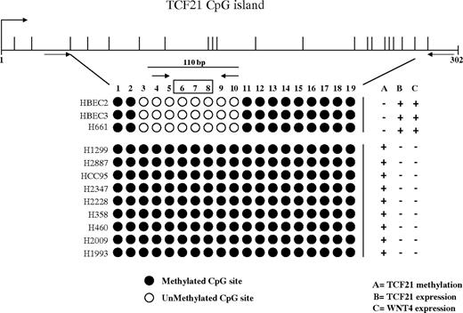 Figure 1. Direct sequencing of the bisulfite PCR product from the CpG island within exon 1 of the TCF21 gene for 10 lung cancer cell lines and 2 normal lung epithelial cell lines (HBEC2 and HBEC3). Closed circles, methylated CpG sites; open circles, unmethylated CpG sites. The expression levels were quantitated using comparative Ct method. In both TCF21 and WNT4 expression analysis, means of expression values for the two HBECs were considered to have a value of 1. (expression positive, relative expression >1; expression negative, relative expression <0.50). Sequencing and expression analyses were conducted as described in Materials and Methods. Arrows, locations of primers; open box, location of the probe.