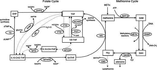 Figure 1. Epithelial folate and methionine metabolism. Substrates are enclosed in rectangular boxes, and enzymes are shown in ellipses. AICART, aminoimidazolecarboxamide ribonucleotide transferase; CBS, cystathionine β-synthase; DHFR, dihydrofolate reductase; DNMT, DNA-methyltransferase; FTD, 10-formyltetrahydrofolate dehydrogenase; FTS, 10-formyltetrahydrofolate synthase; MAT, methionine adenosyl transferase; MS, methionine synthase; MTD, 5,10-methylenetetrahydrofolate dehydrogenase; MTCH, 5,10-methenyltetrahydrofolate cyclohydrolase; MTHFR, 5,10-methylenetetrahydrofolate reductase; NE, nonenzymatic interconversion of THF and 5,10-CH2-THF; PGT, phosphoribosyl glycinamidetransformalase; SAHH, S-adenosylhomocysteine hydrolase; SHMT, serinehydroxymethyltransferase; TS, thymidylate synthase.