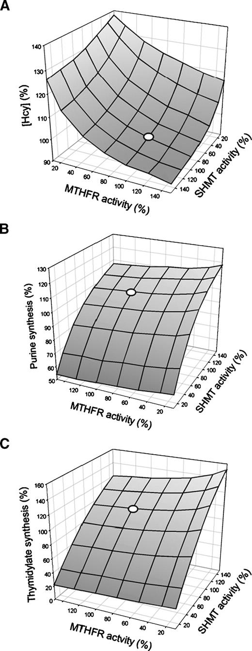 Figure 3. A. Variation in MTHFR and SHMT activities on homocysteine concentration. B. Variation in MTHFR and SHMT activities on purine synthesis. C. Variation in MTHFR and SHMT activities on thymidylate synthesis. “0” = 100% enzyme activity in both enzymes.
