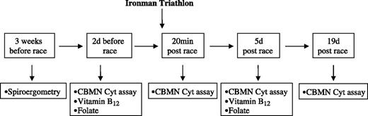 Figure 1. Experimental design showing when the CBMN Cyt assay was done and spiroergometry and the determination of vitamin B12 and folate were done.