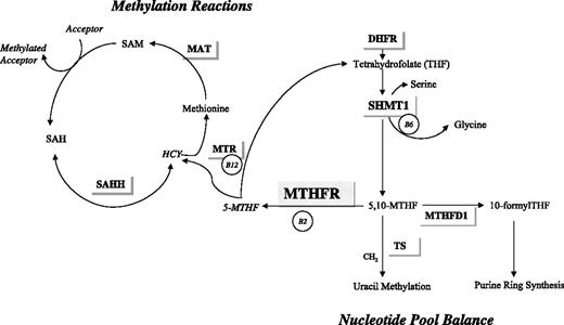 Figure 1. MTHFR, methylenetetrahydrofolate reductase; DHFR, dihydrofolate reductase; THF, tetrahydrofolate; SHMT1, cytosolic serine hydroxymethyltransferase; 5,10-MTHF, 5,10-methylentetrahydrofolate; MTHFD1, methyltetrahydrofolate hydrogenase; 5-MTHF, 5-methyltetrahydro folate; HCY, homocysteine; MTR, 5- Methyltetrahydrofolate-homocysteine s-methyltransferase; MAT, Methionine adenosyltransferase; SAM, S-adenosylmethionine; SAH, S-adenosylhomocysteine; SAHH, S-adenosylhomocysteine hydrolase; B2, B6, B12, B-vitamin co-factors.