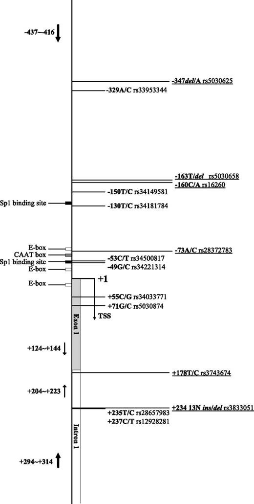 Figure 1. Information of variations in the E-cadherin promoter and downstream region. The position +1 refer to TSS. Dark boxes, Sp1 binding sites; gray box, CAAT box; unfilled boxes, E-boxes. The variation rs number was from the National Center for Biotechnology Information SNP database (http://www.ncbi.nlm.nih.gov/SNP/). rs3833051 is a polymorphism of 13 bp (CGTGCCCCAGCCC) insertion (13N ins) or deletion (13N del). Six variations detected in the present study were underlined. Arrows, locations of two PCR primer sets used in the present study.