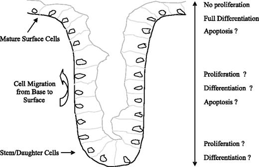 Figure 1. Colon crypt model.